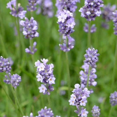Lavender Munstead
