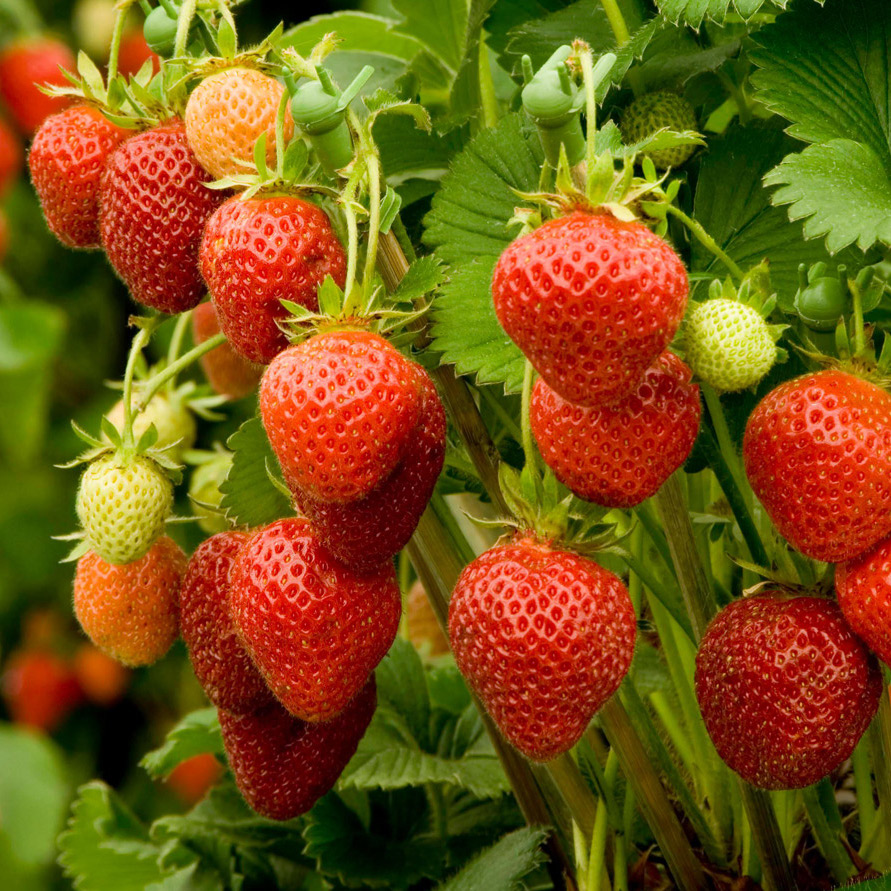 Strawberry